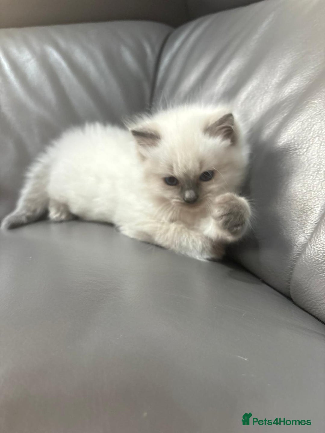 Ragdoll cats for sale: One gorgeous little blue point ragdoll boy - Image 5