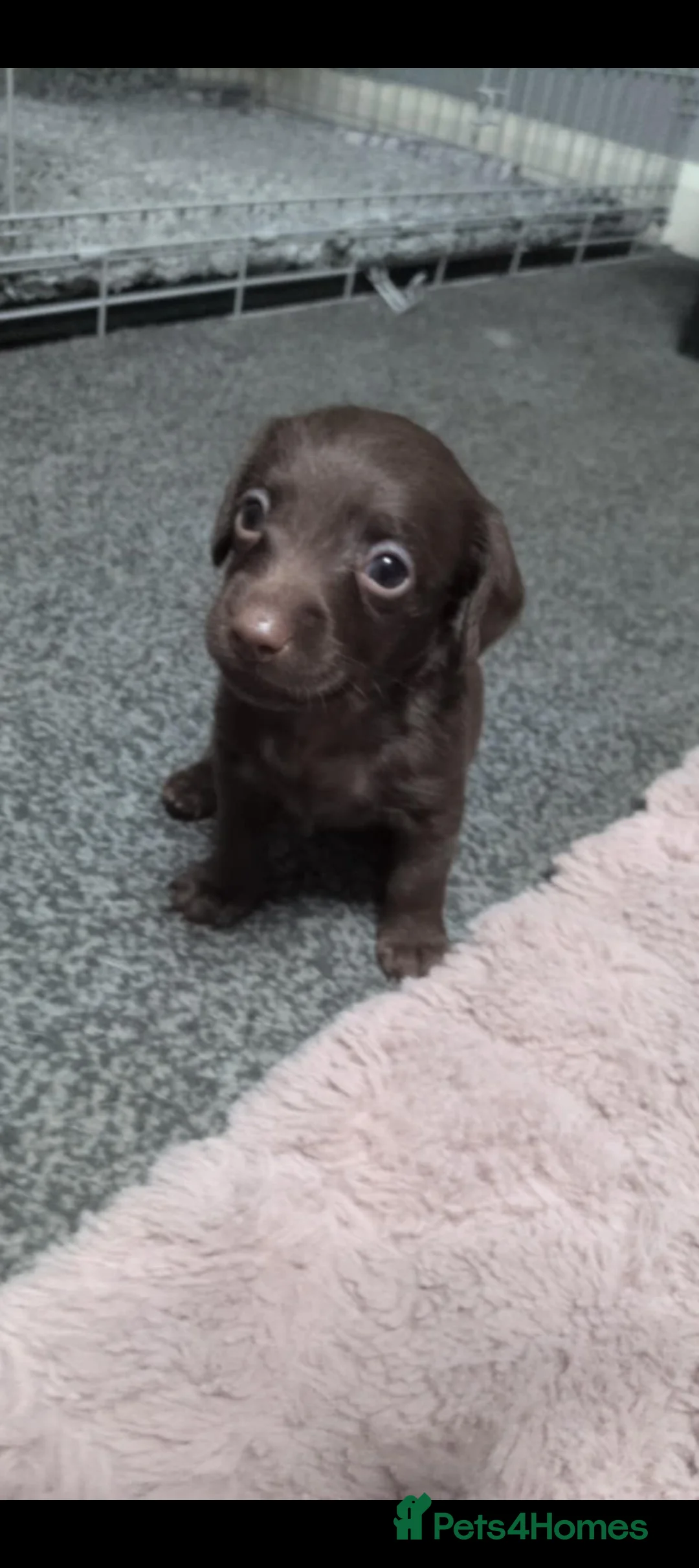 Mixed Breed dogs for sale: Miniature doxipoo  - Advert 12