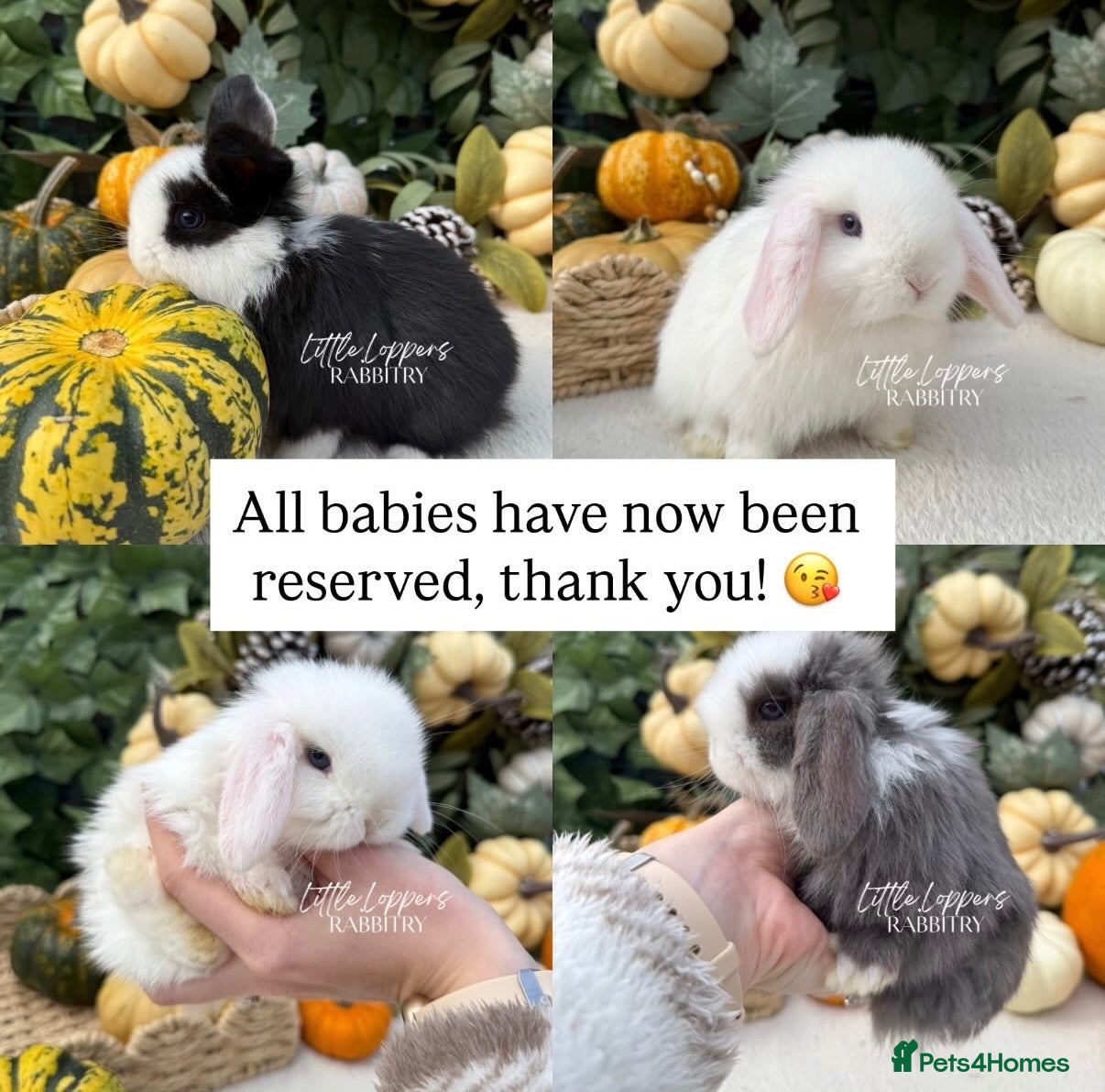 Mini Lop rabbits Baby Mini Lops - ALL RESERVED  - Advert 17
