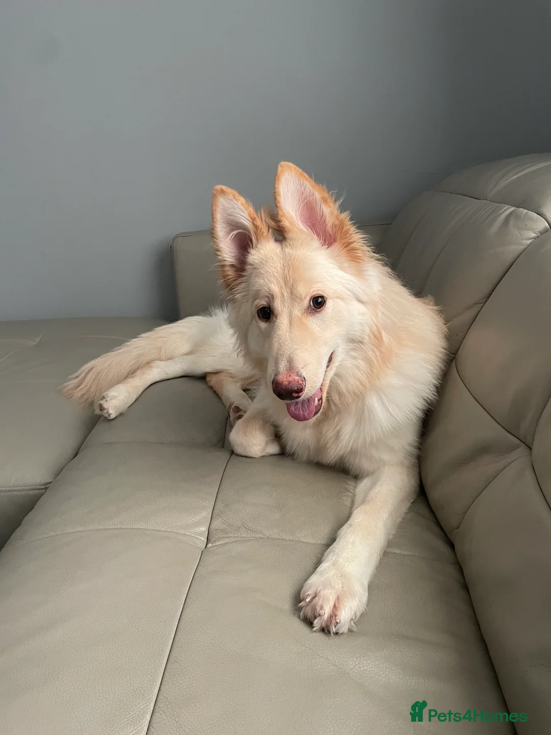 German Shepherd dogs for sale: Gorgeous German shepherd female  - Advert 3