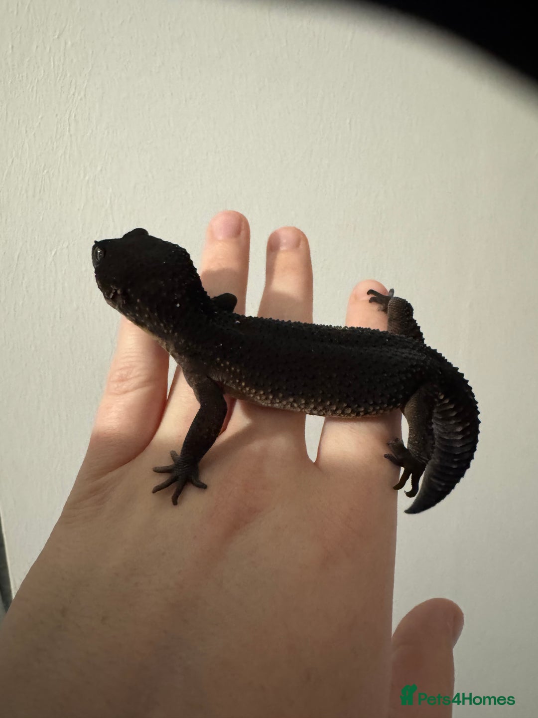 Leopard Gecko reptiles for sale: Black night leopard gecko  - Advert 2