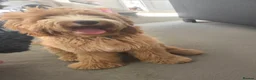 Cockapoo dogs for sale: Cockapoo Puppy - Advert 1