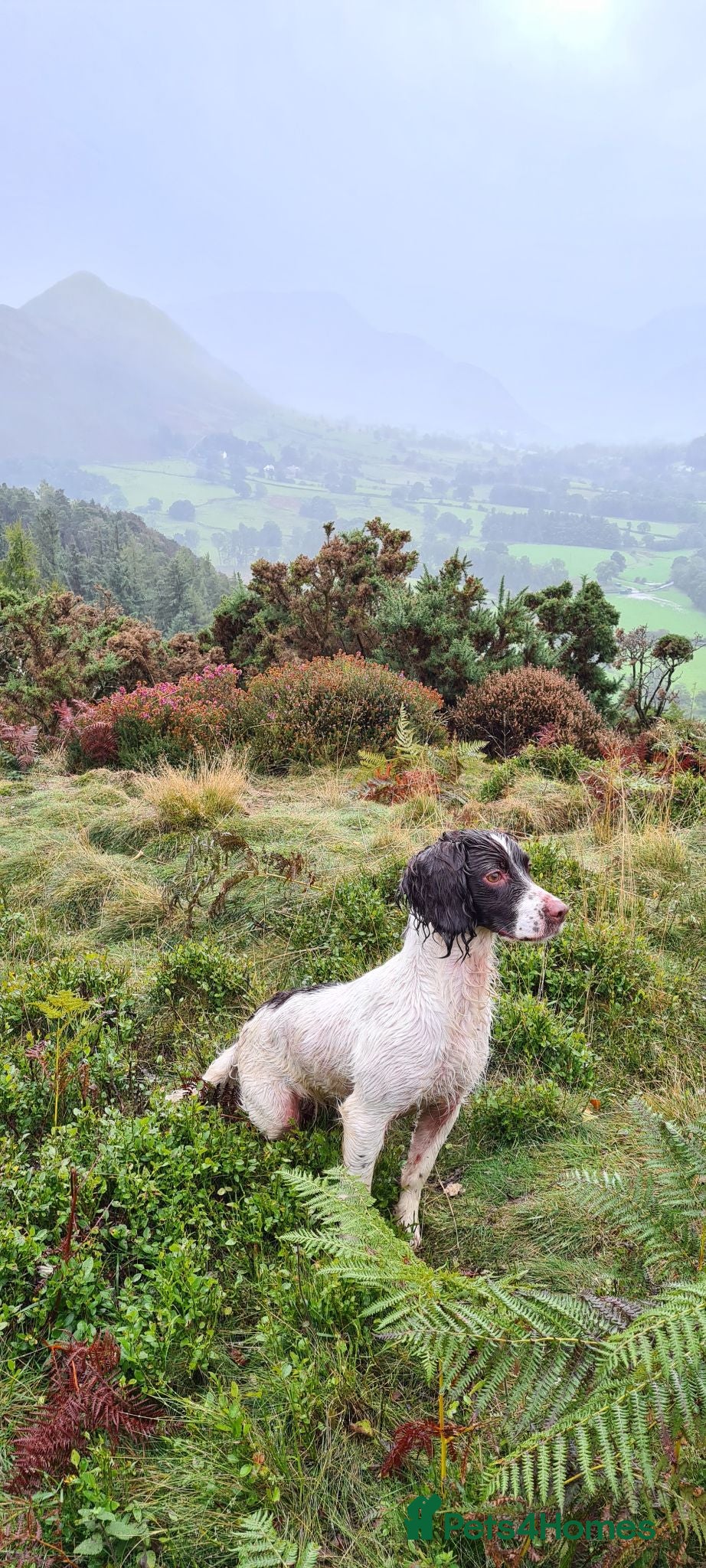 English Springer Spaniel dogs kc springer spaniel pups - Advert 2