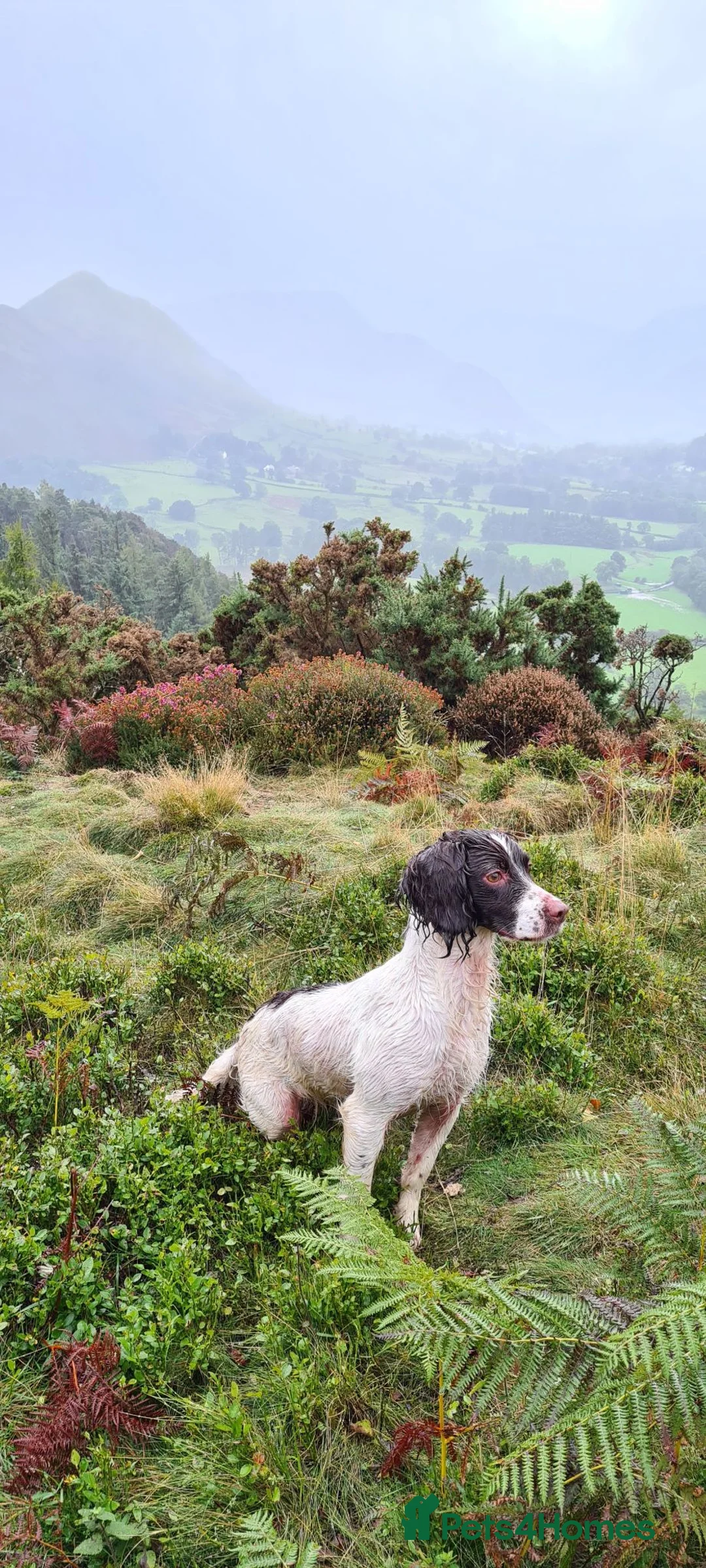 English Springer Spaniel dogs for sale: springer springer pups in Workington - Advert 5
