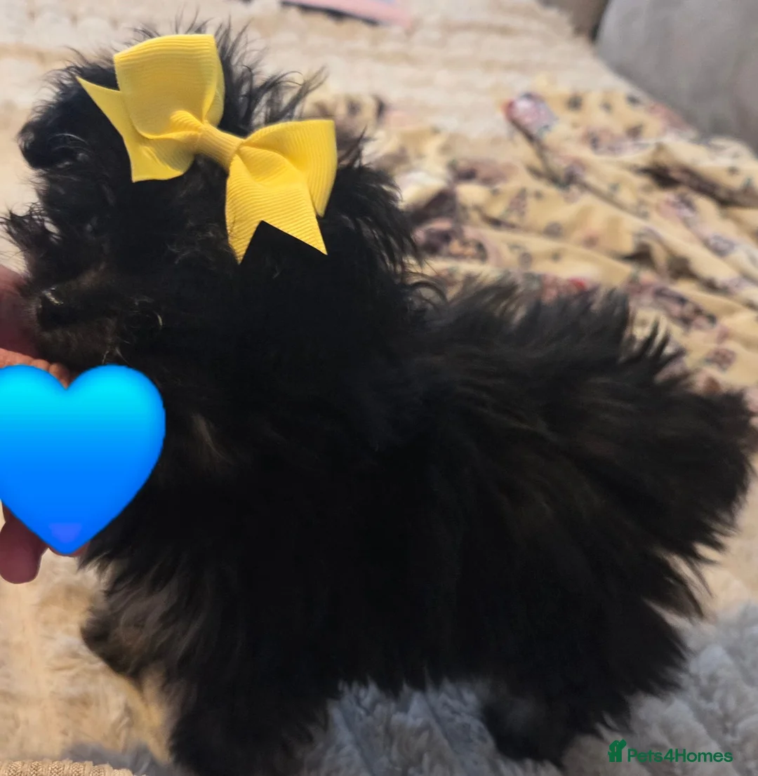 Pomapoo dogs for sale: Beautiful pomapoos - Advert 2
