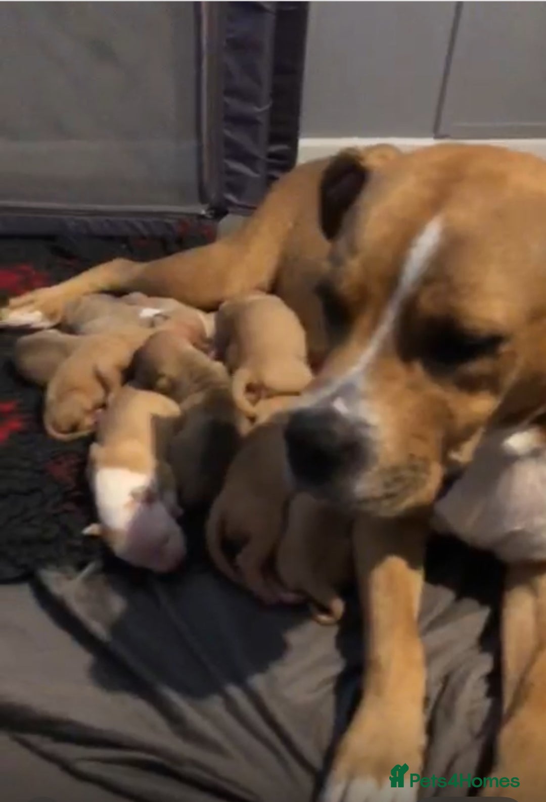Mixed Breed dogs for sale: Staff x American bulldog - Image 10