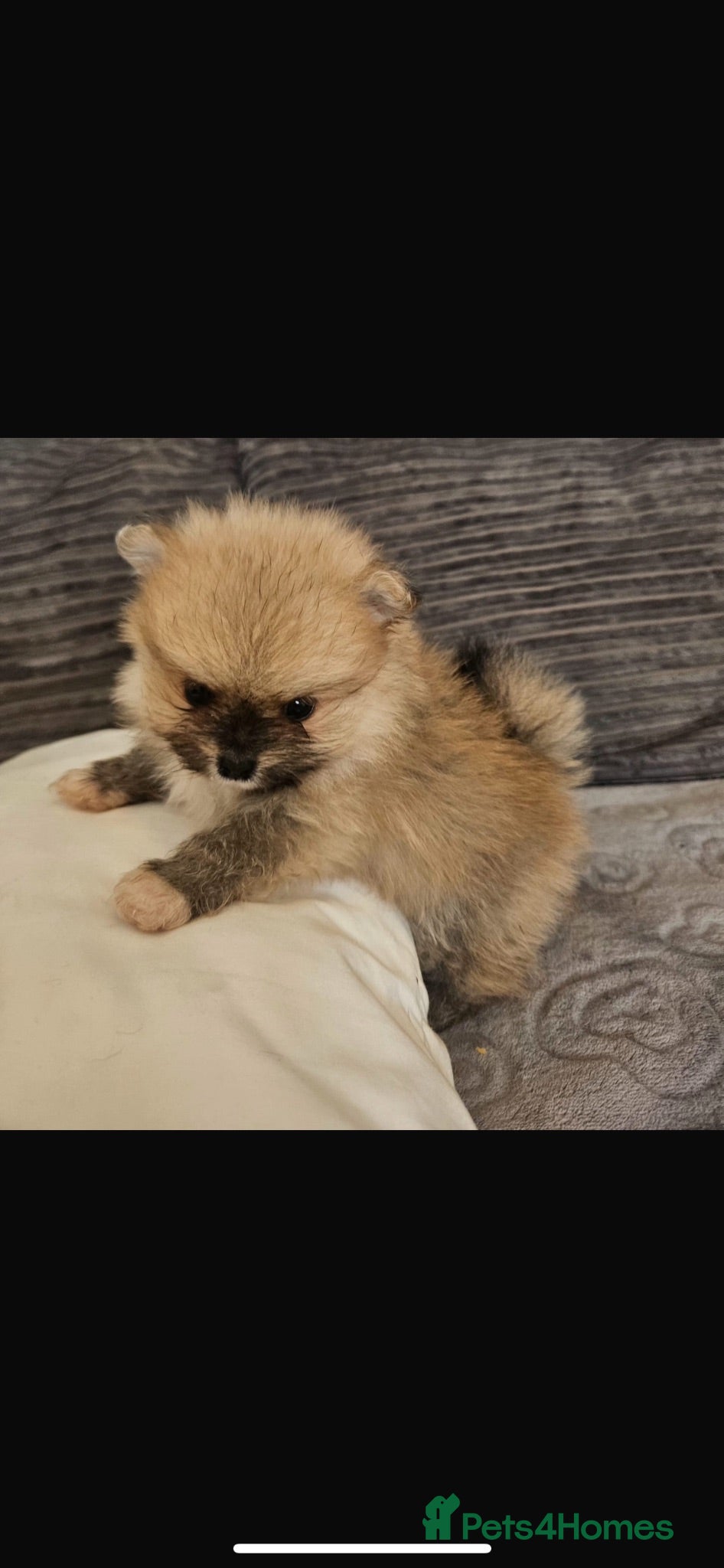 Pomeranian dogs Beautiful Pomeranian  - Advert 13