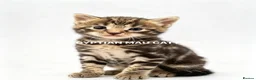 Egyptian Mau cats for sale: TICA reg SNOW LEOPARD EGYPTIAN MAU X BENGAL  - Advert 30