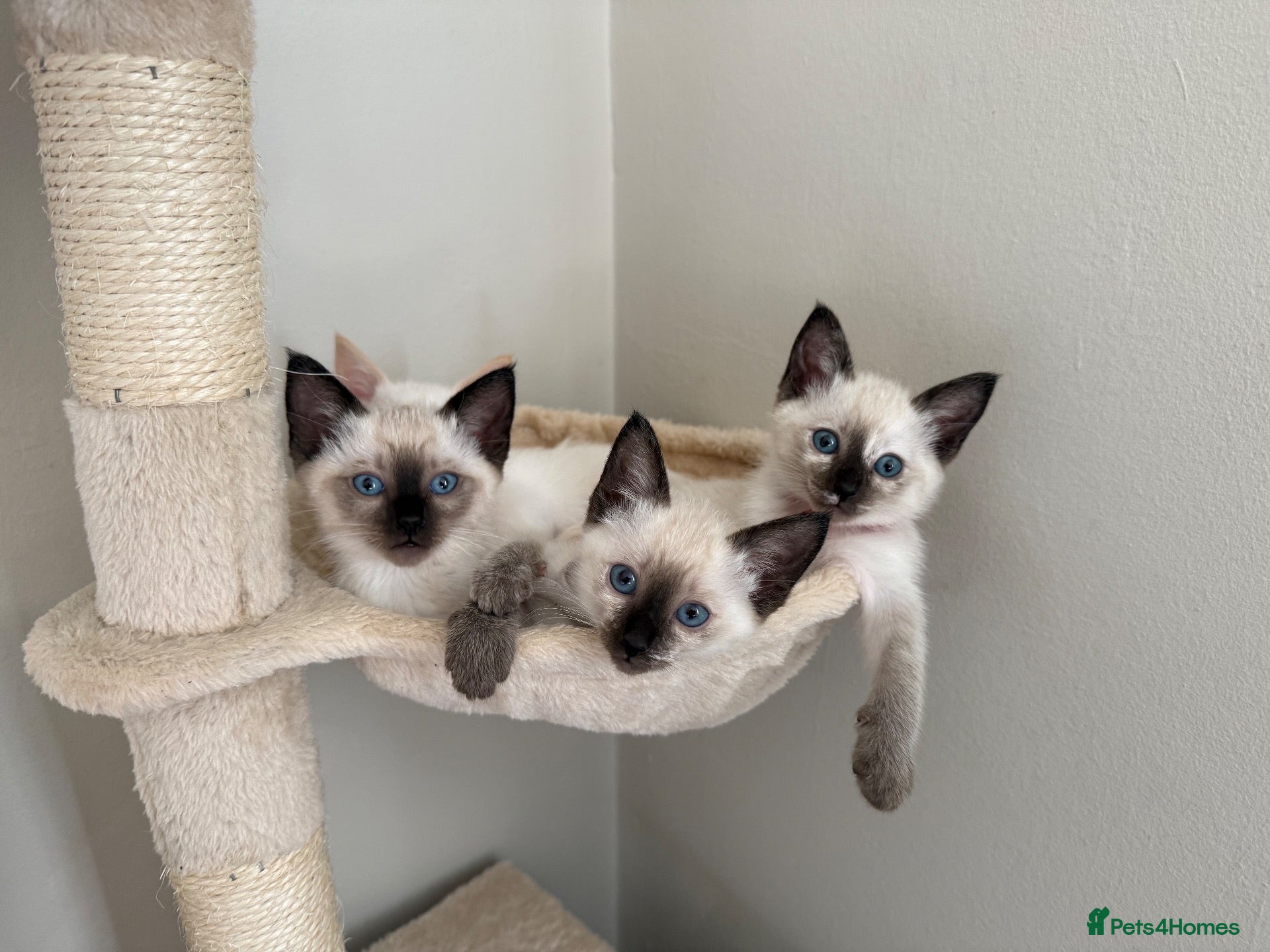 Ragdoll cats 🐾 Ragdoll Kittens – 3 Girls Available 🐾 - Advert 18