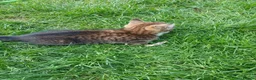 Mixed Breed cats for sale: Kitten  - Advert 2