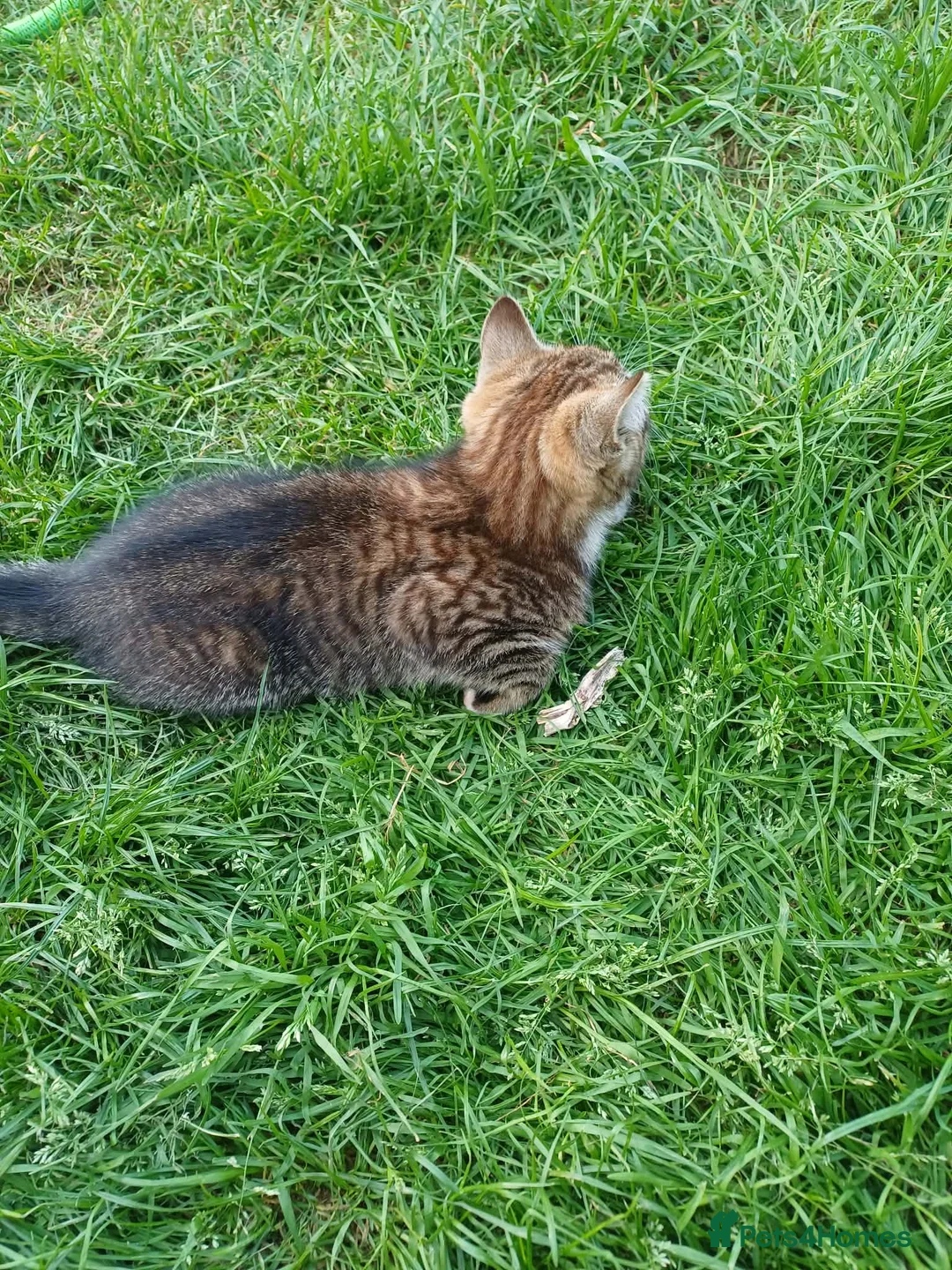 Mixed Breed cats for sale: Kitten  - Advert 2