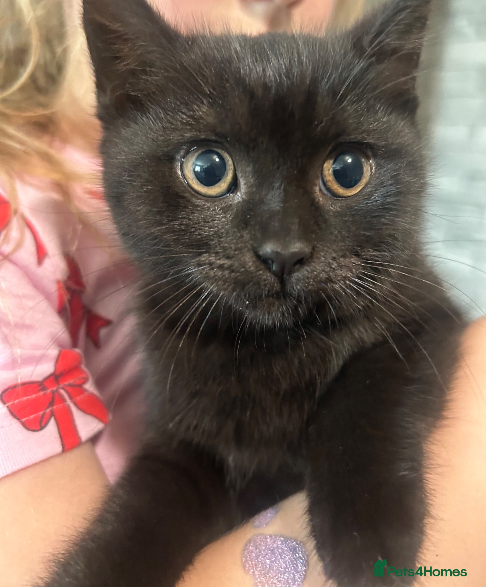 British Shorthair cats 🐾 Very cute British shorthair Black girl 🐾 - Advert 1