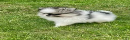 Pomeranian dogs for sale: Teddy bear faced tiny kc Pomeranian girls  - Advert 6