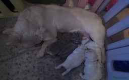 French Bulldog dogs for sale: FLUFFY FRENCH BULLDOGS  - Image 28