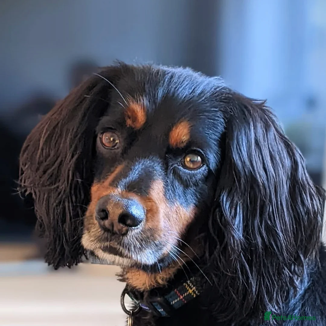 Cocker Spaniel dogs for sale: Heartbreaking rehome - child free - Advert 1