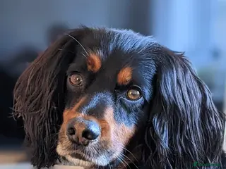 Cocker Spaniel dogs Heartbreaking rehome - child free - Advert 1