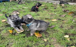 German Shepherd dogs for sale: 10 amazing german shepherd puppies - Advert 25