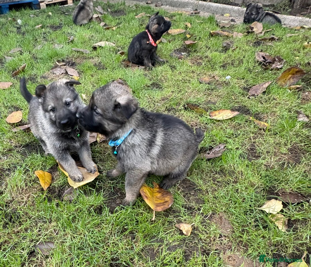 German Shepherd dogs for sale: 10 amazing german shepherd puppies - Advert 25