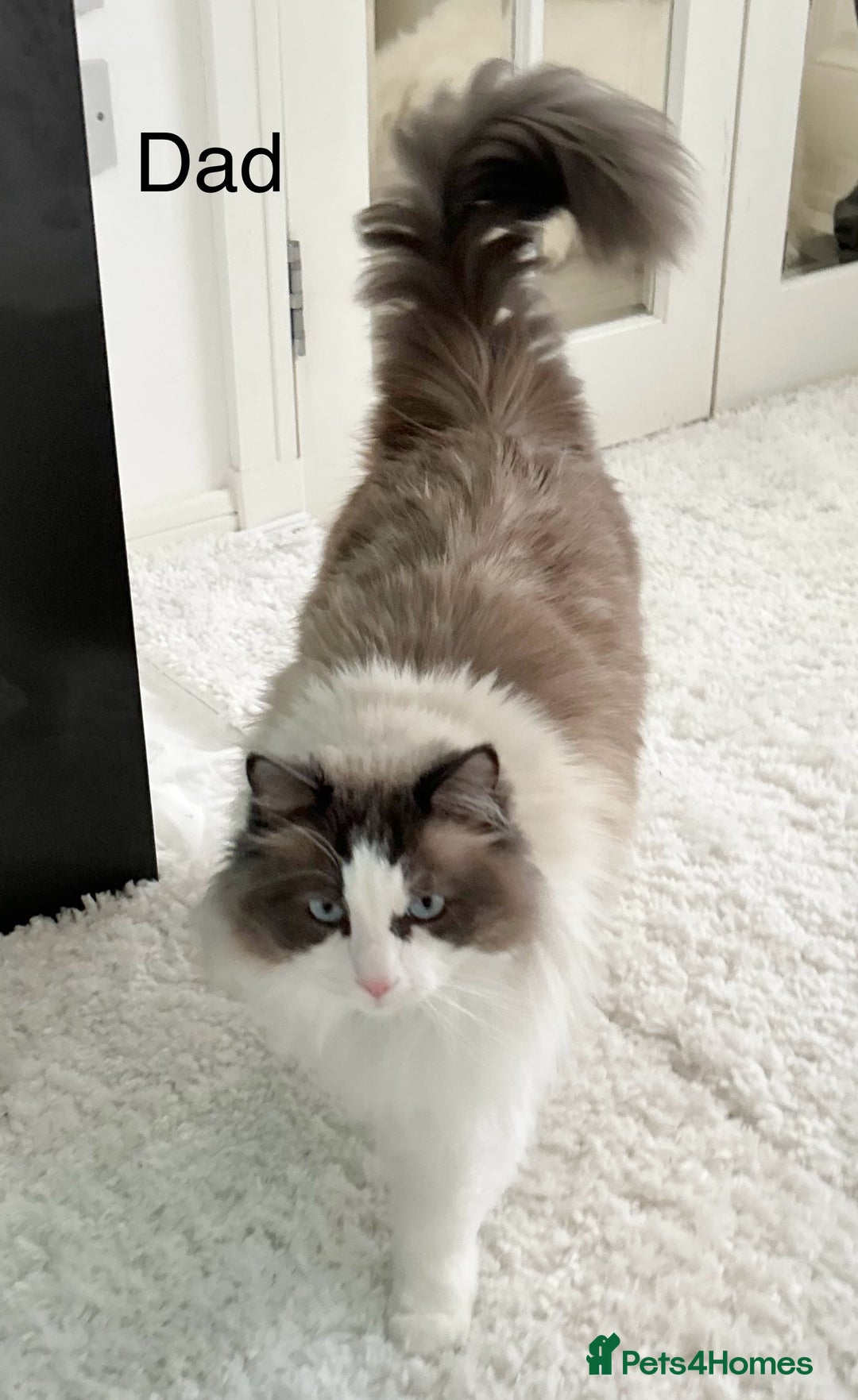 Ragdoll cats for sale: Beautiful Ragdoll kittens from Champion lines - Image 27