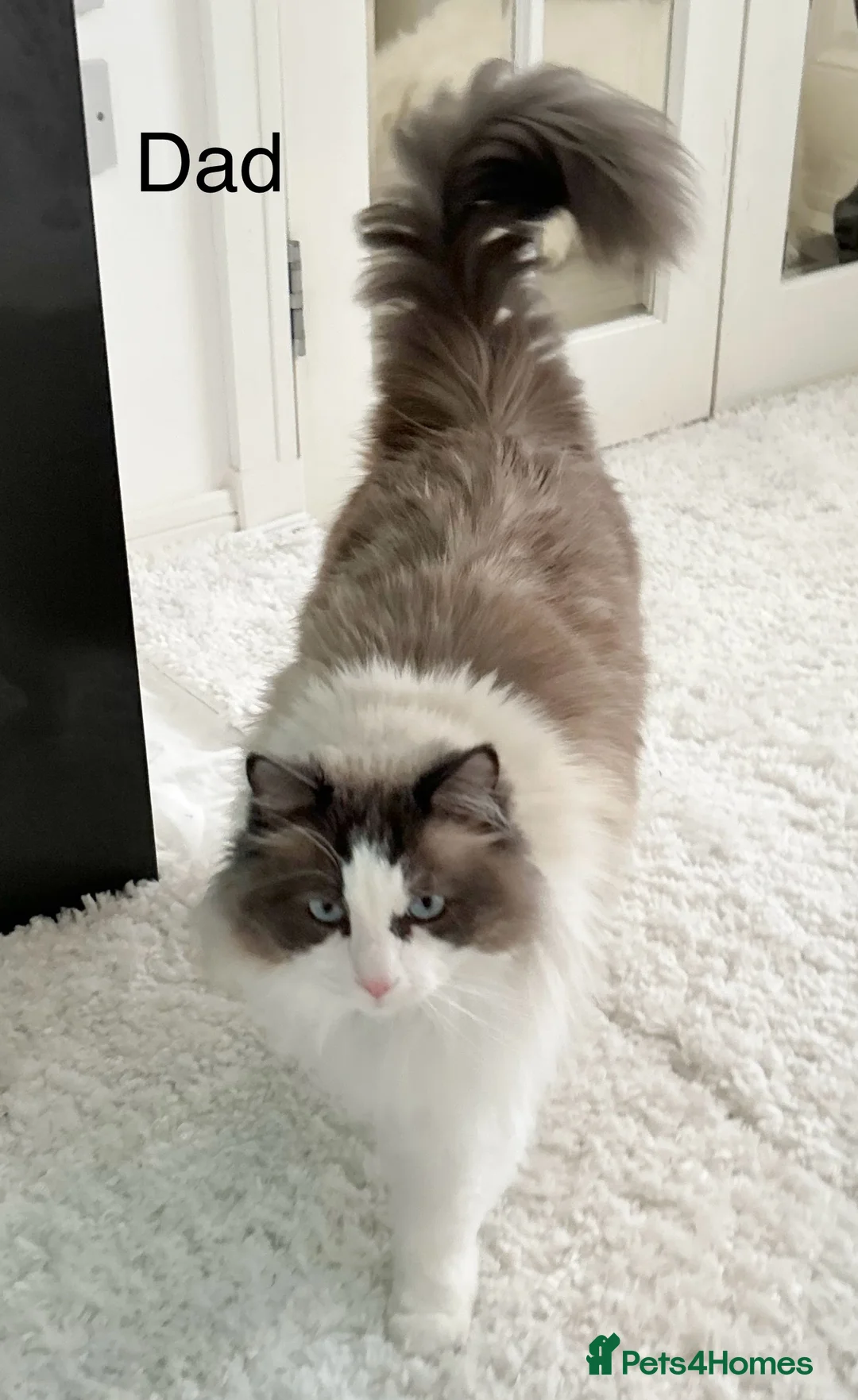 Ragdoll cats for sale: Beautiful Ragdoll kittens from Champion lines - Advert 27