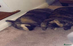 English Lop rabbits for sale: Brothers For Sale! - Image 1