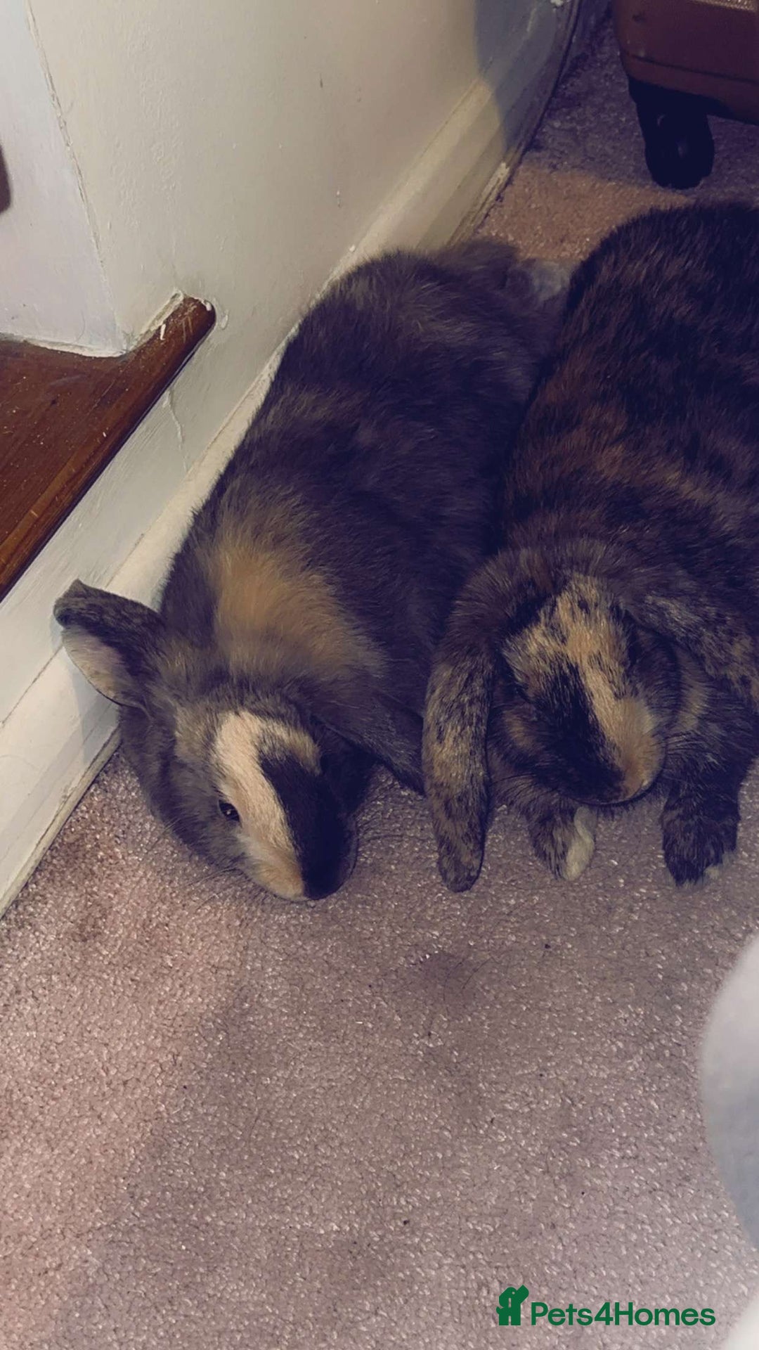 English Lop rabbits for sale: Brothers For Sale! - Image 1