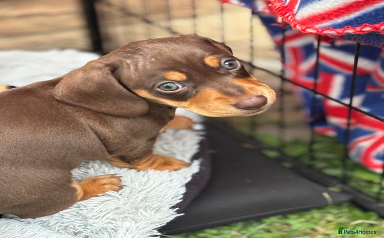 Miniature Dachshund dogs - Advert 3