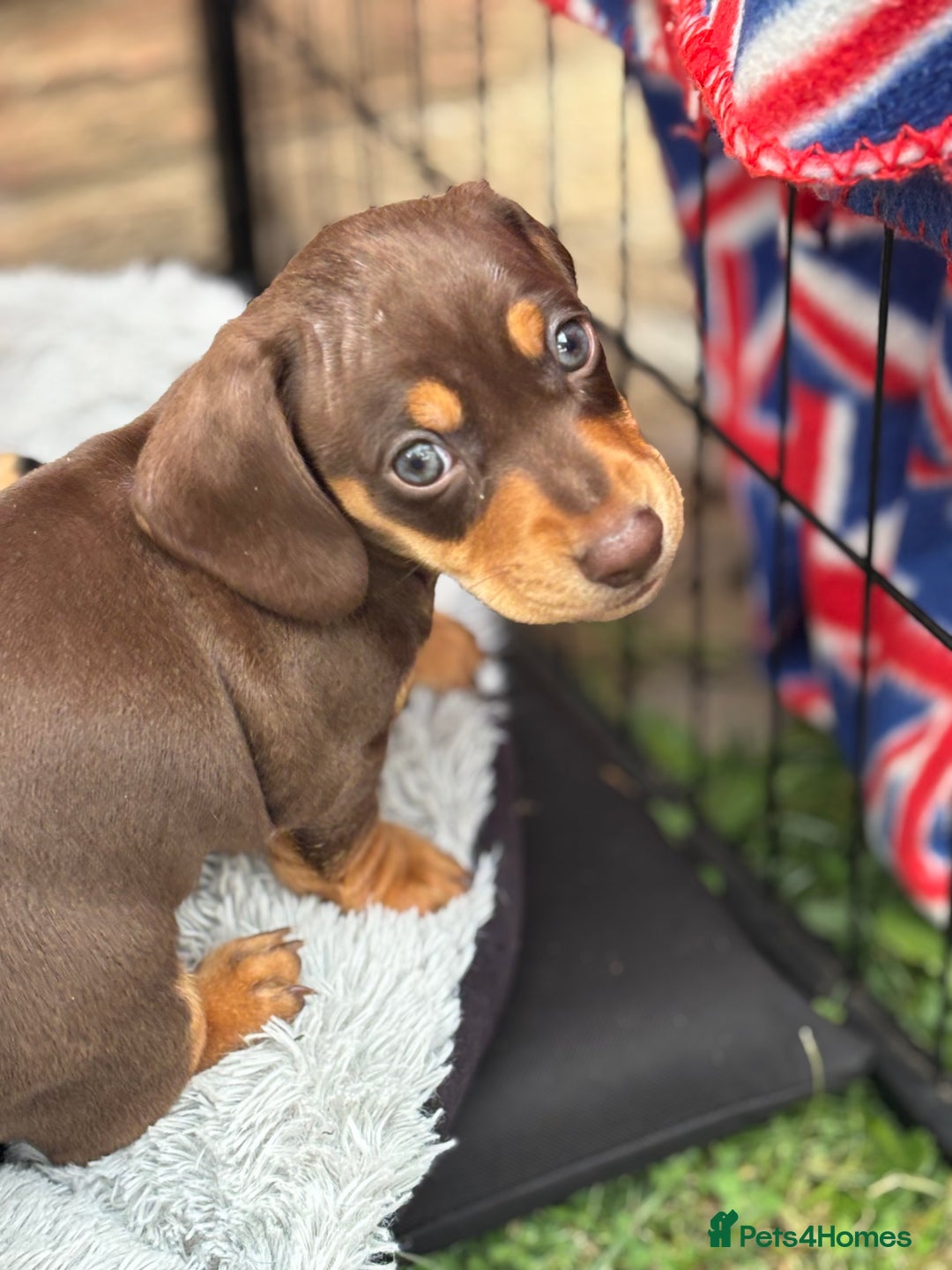 Miniature Dachshund dogs for sale: Miniature dachshund puppies  - Image 1