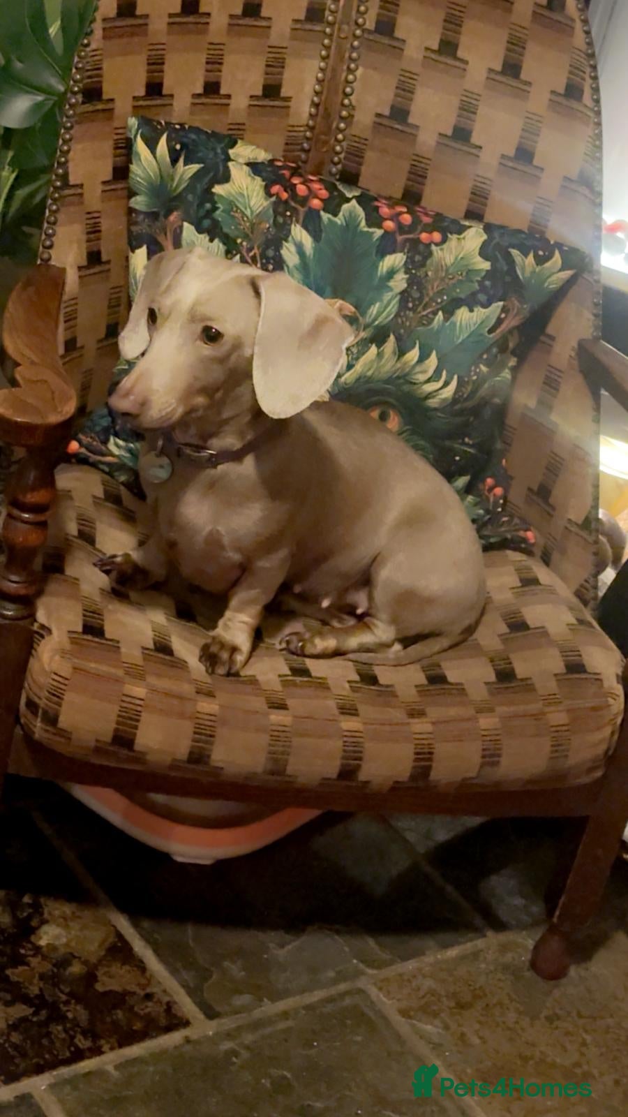 Miniature Dachshund dogs Issabella Dachshund female - Advert 8