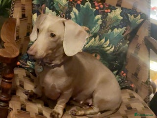 Miniature Dachshund dogs Issabella Dachshund female - Advert 1