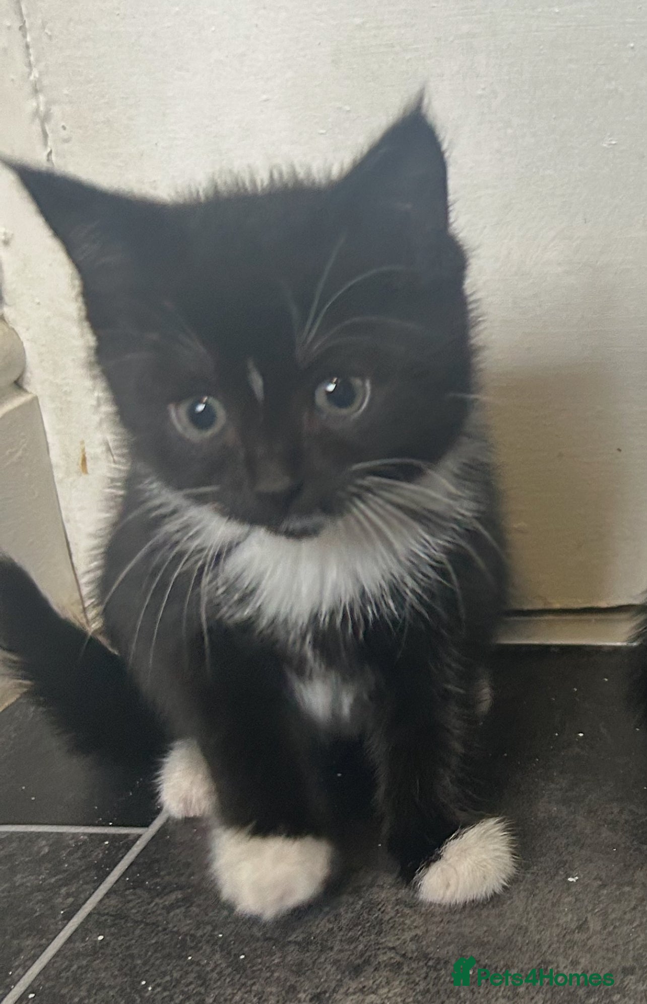 Mixed Breed cats looking for their forever home  - Advert 2