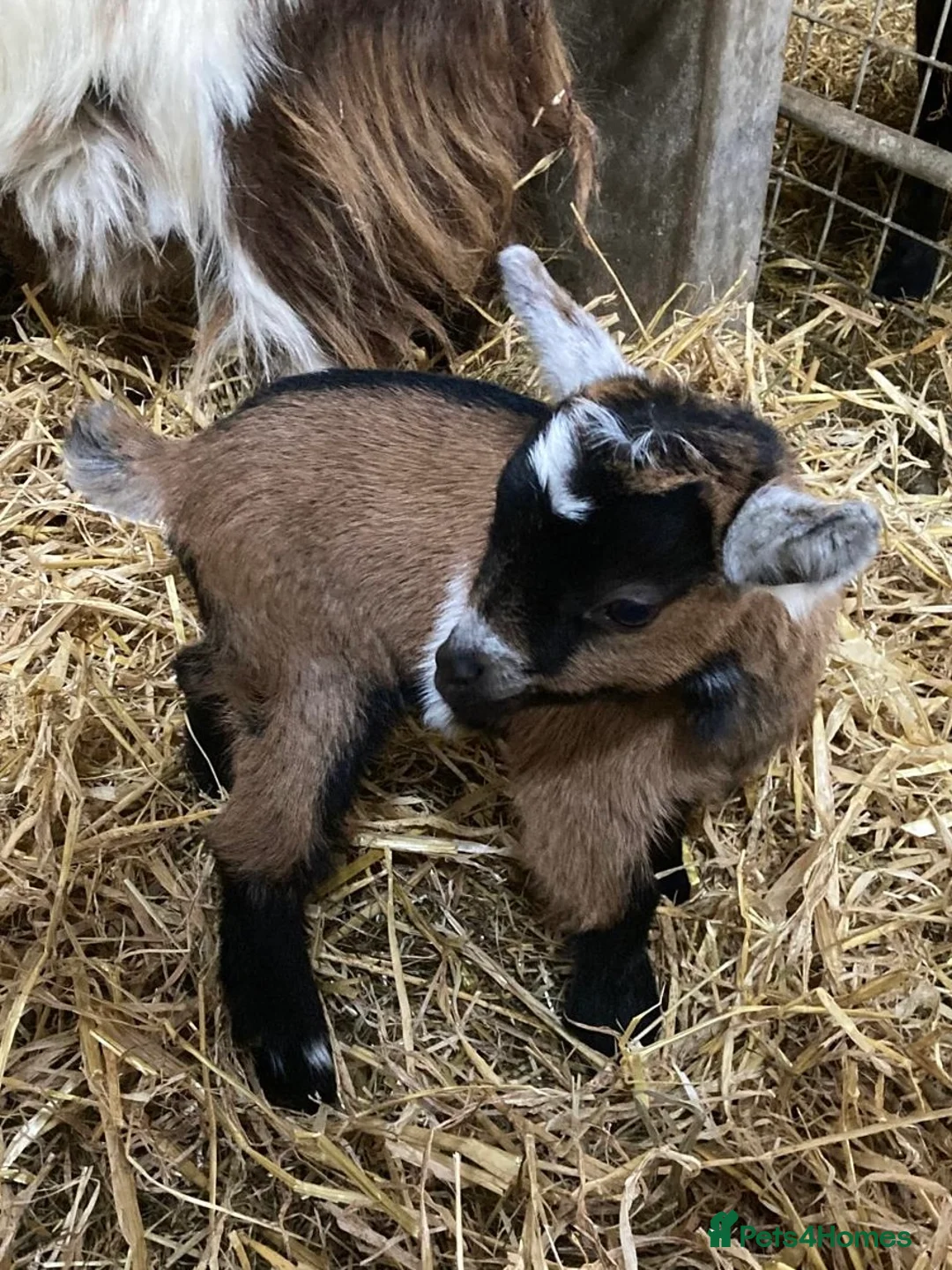 Goats livestock for sale: Pygmy goat kids - Advert 1