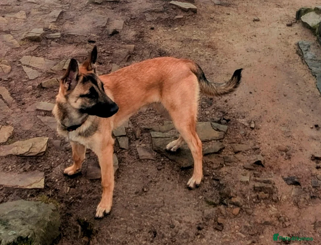 Belgian Shepherd Dog dogs for sale: Belgian malinois looking for experienced home - Advert 7
