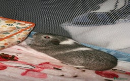 Guinea Pig rodents for sale: Guinea pigs for sale  - Advert 2