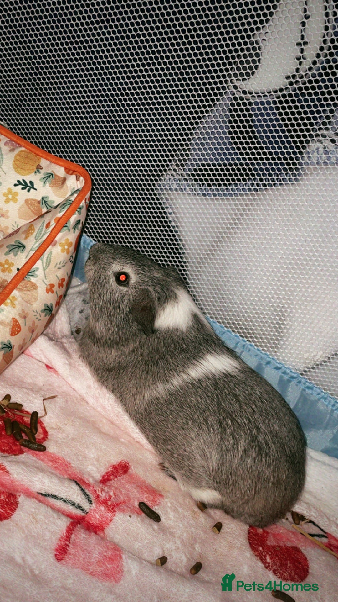 Guinea Pig rodents for sale: Guinea pigs for sale  - Advert 2