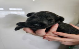 Miniature Schnauzer dogs for sale: Miniature schnauzer's due, KC, Mac, low COI - Image 23