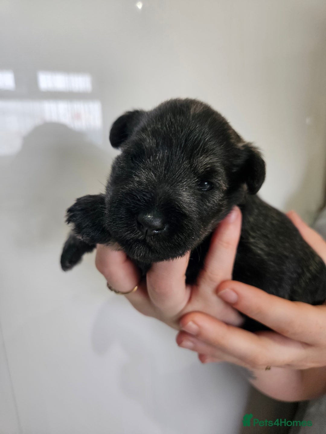 Miniature Schnauzer dogs for sale: Miniature schnauzer's due, KC, Mac, low COI - Image 23