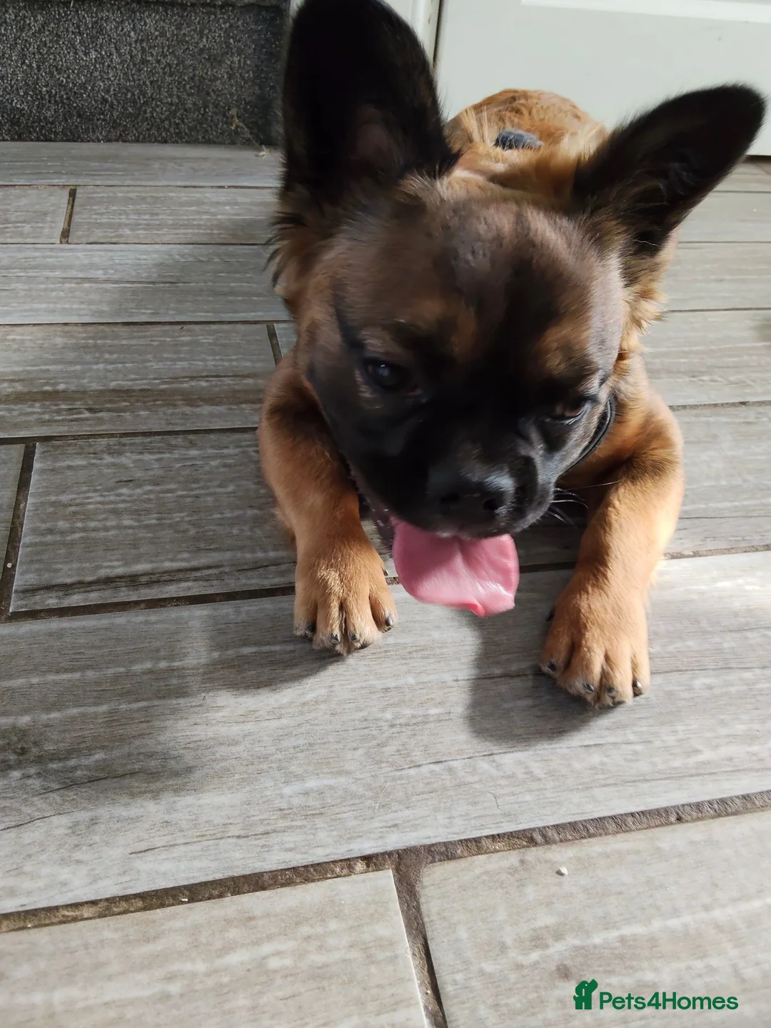 French Bulldog dogs for sale: Fluffy French Bulldog - Advert 2