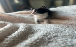Mixed Breed cats for sale: Kittens for sale - Image 4