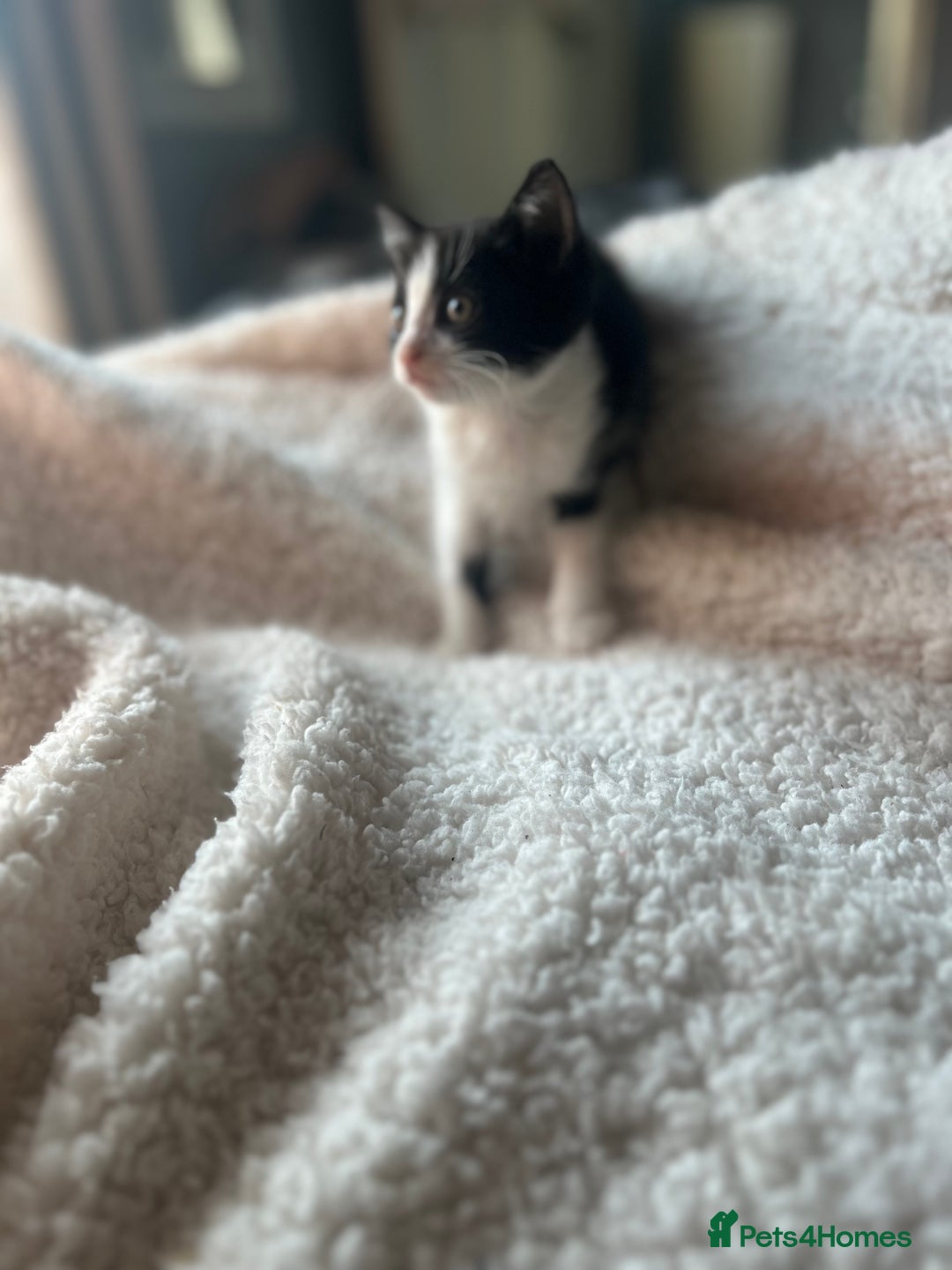 Mixed Breed cats for sale: Kittens for sale - Image 4