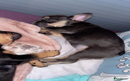French Bulldog dogs for sale: One lilac female French bulldog puppy left🐶🐾💞 - Image 6