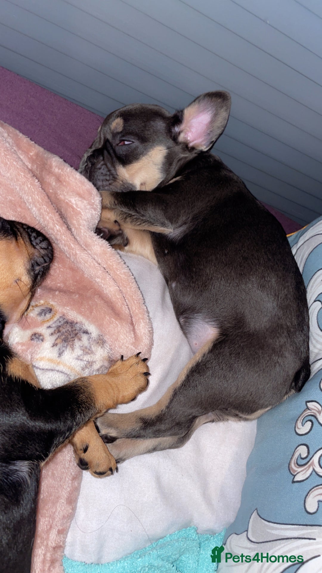 French Bulldog dogs for sale: One lilac female French bulldog puppy left🐶🐾💞 - Image 6