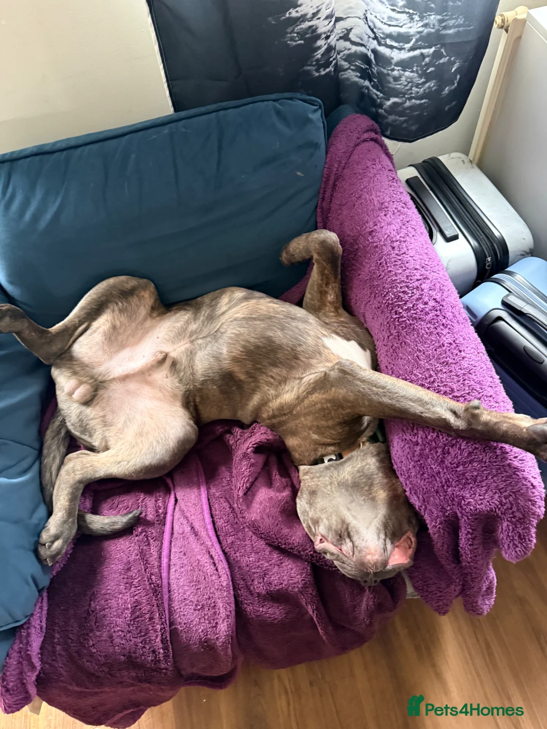 Cane Corso dogs for sale: 8 month old cane corso  in Morden - Advert 2