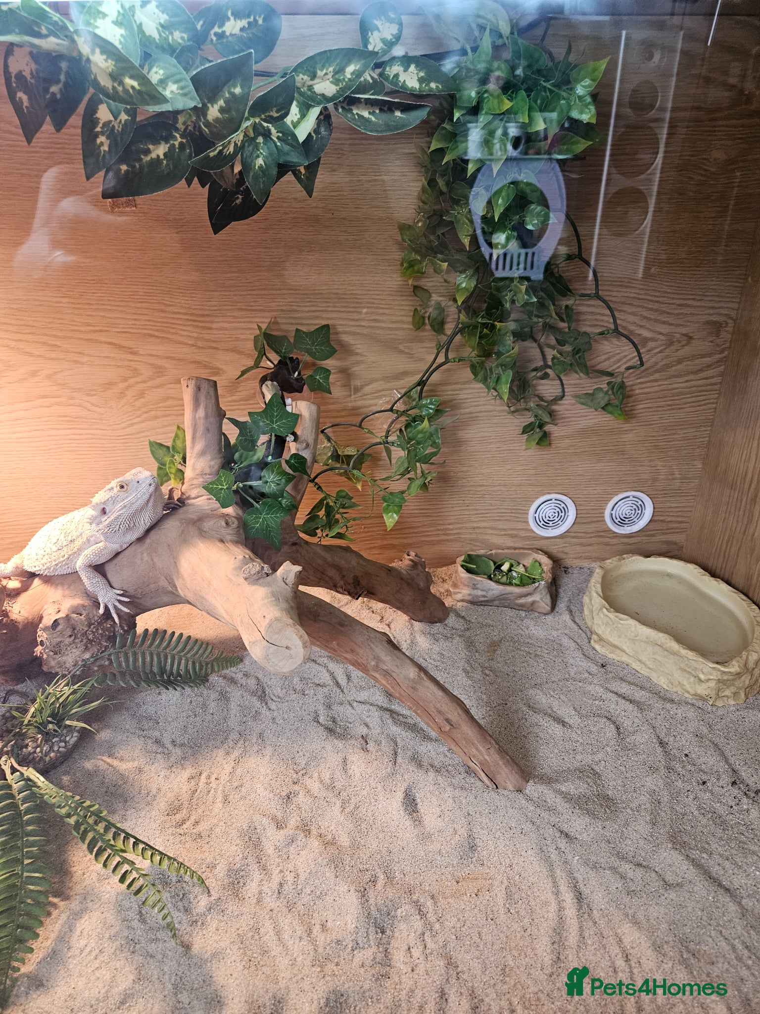 Bearded Dragon reptiles Beaded dragon with full set up for sale  - Advert 3