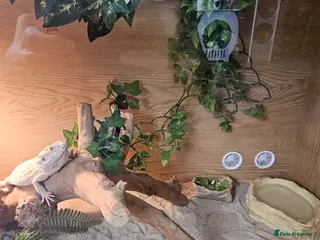 Bearded Dragon reptiles Beaded dragon with full set up for sale - Advert 2