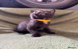 Domestic Shorthair cats for sale: Beautiful kittens available  - Image 2
