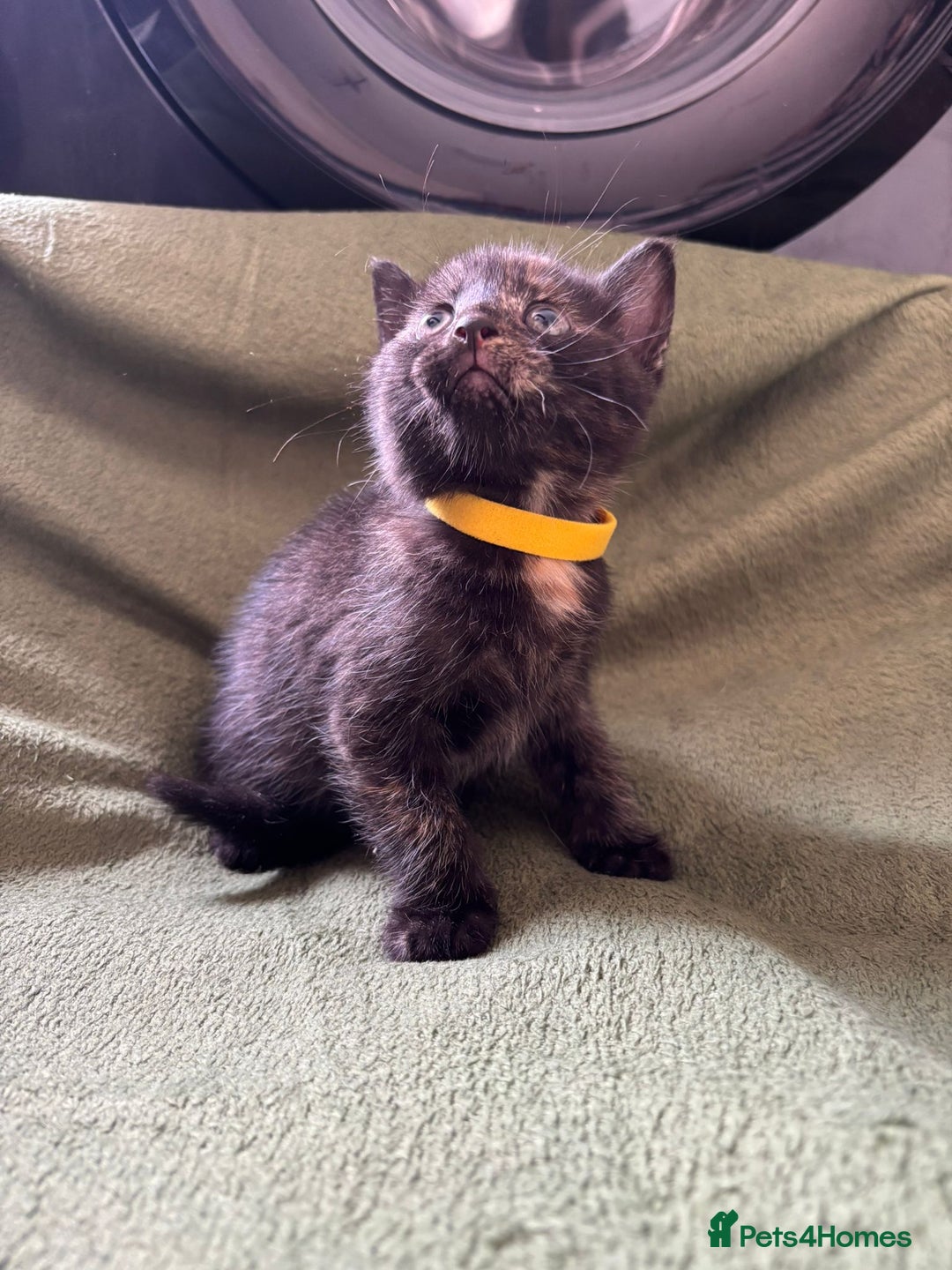 Domestic Shorthair cats for sale: Beautiful kittens available  - Image 2