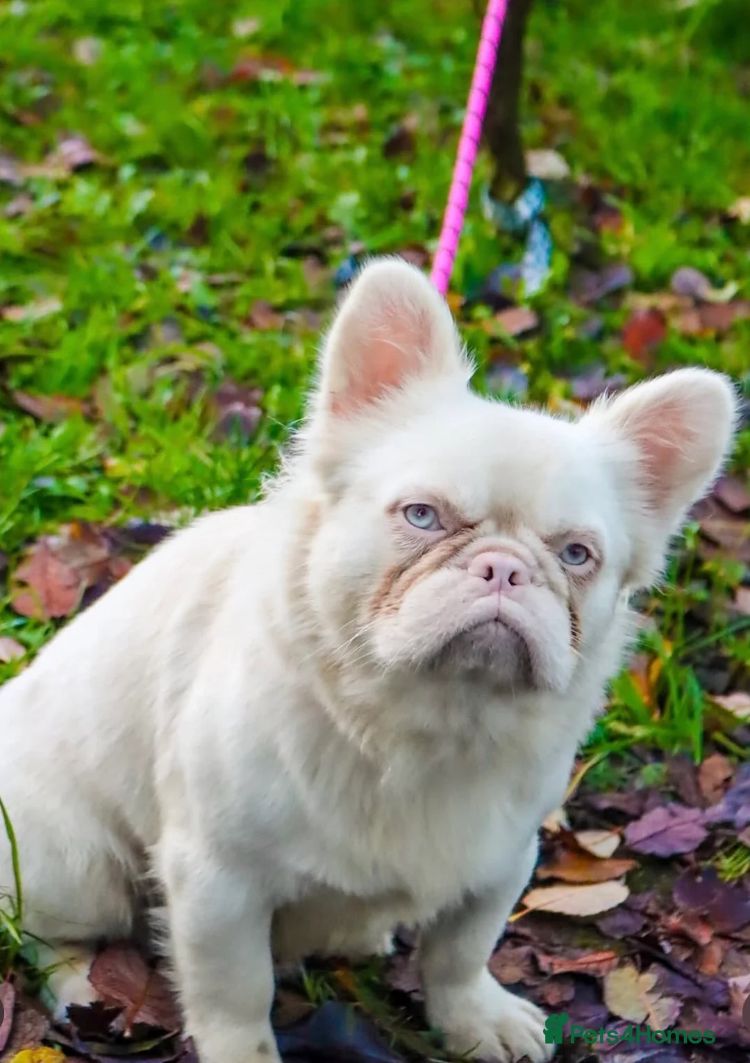 French Bulldog dogs for stud: Visual pink fluffy husky Alpha wolf - Advert 2