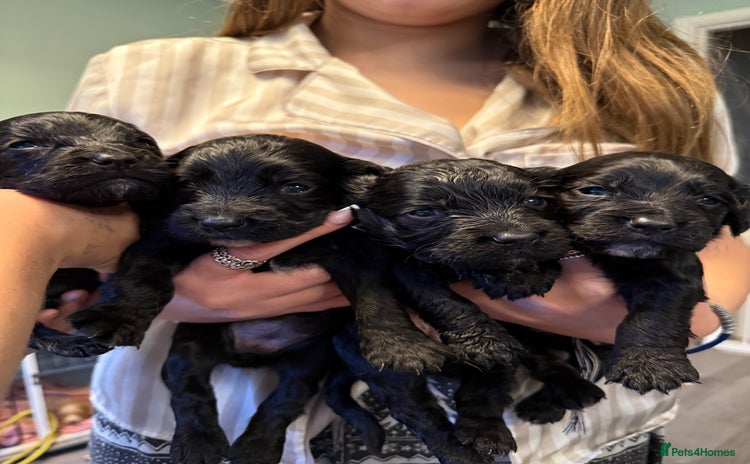 Cocker Spaniel dogs - Advert 7