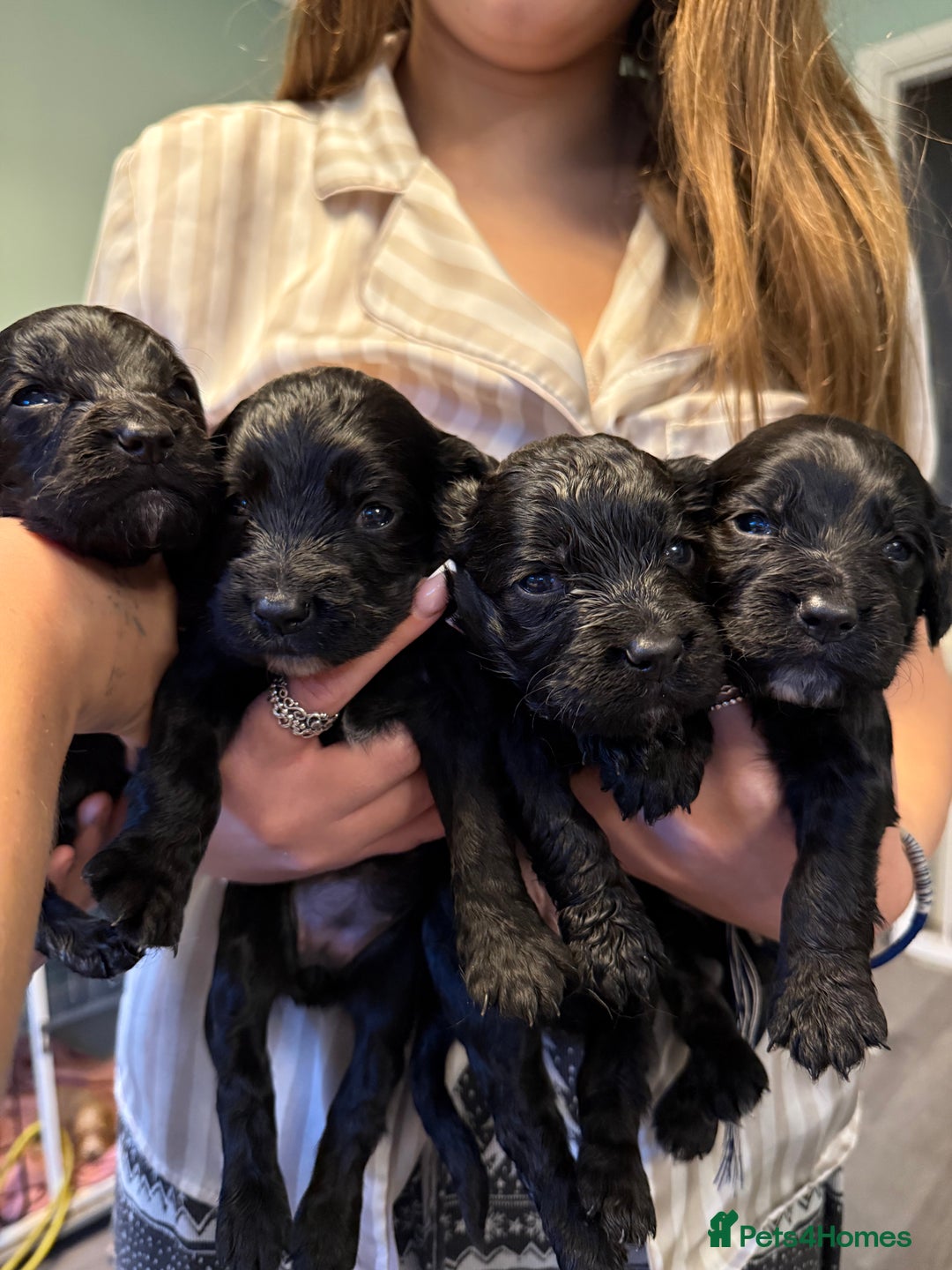 Cocker Spaniel dogs for sale: Cocker spaniel puppies - Image 1
